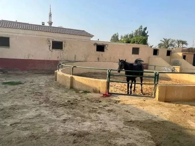 فيلا للبيع في الشيخ زايد